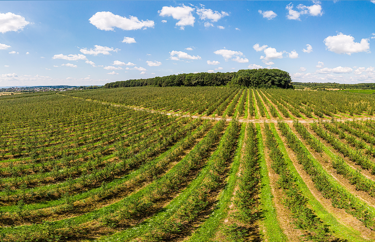 O Papel do Consórcio Penha D’Águia no Crescimento do Agronegócio Brasileiro